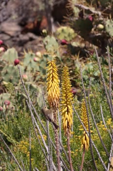 Kanarenzilpzalp, Kanaren-Zilpzalp - Phylloscopus canariensis an einer echten Aloe (aloe vera), Gran Canaria, Spanien, San Agustin