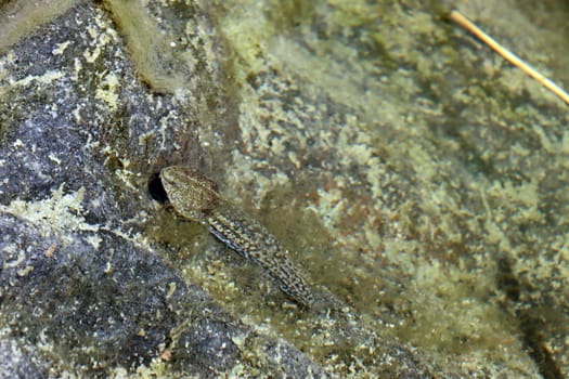 Kaulquappe des Iberischen Wasserfrosch (Pelophylax perezi, Syn.: Rana perezi) in einem Tümpel im Barranco del Toro, Gran Canaria, Spanien, San Agustin