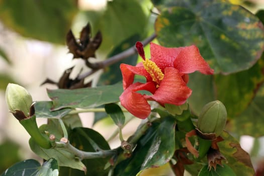 Talipariti elatum (Syn. Hibicus elatus), Gran Canaria, San Agustin