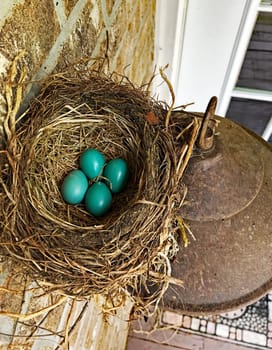 A nest of blue robin’s eggs, above a light fixture, under the eave,  outside, on the deck of a brick home in Michigan, USA.