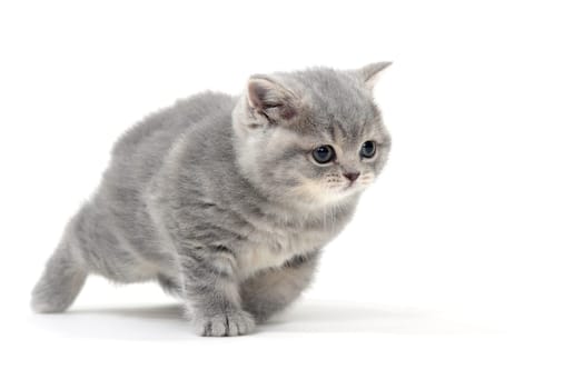a small fluffy kitten on a white isolated background. High quality photo