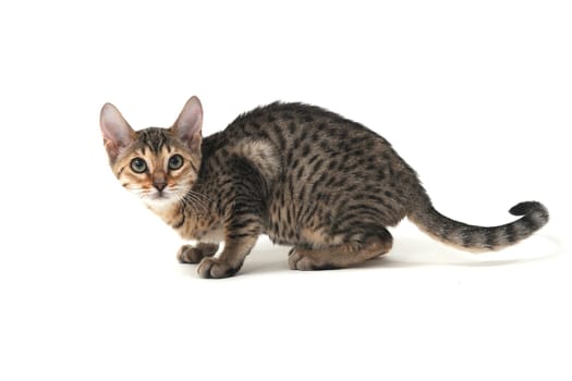 Purebred smooth-haired cat on a white isolated background. High quality photo