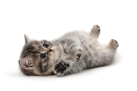 A gray purebred kitten lies on a white background with its belly to the top. High quality photo