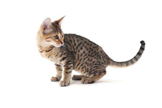 Purebred smooth-haired cat on a white isolated background. High quality photo