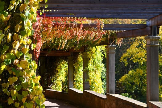 beautiful pergola with autumn climbing plants