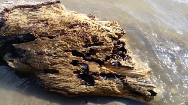 Wet crumbling wood close-up. A wooden surface that is in the water for a long time. Woody balance floated downstream.