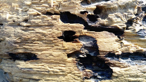 Wet crumbling wood close-up. A wooden surface that is in the water for a long time. Woody balance floated downstream.