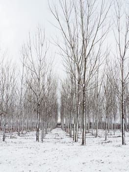 Planting plants - hygrophytes to drain wetlands. Fight against the high standing of underground waters and waterlogging of urban areas. Rows of young poplars. Drainage of territories. Winter.