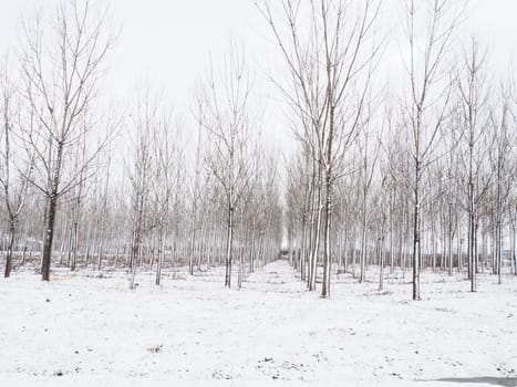 Planting plants - hygrophytes to drain wetlands. Fight against the high standing of underground waters and waterlogging of urban areas. Rows of young poplars. Drainage of territories. Winter.