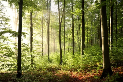 Autumn beech forest after a few days of rain in a foggy morning