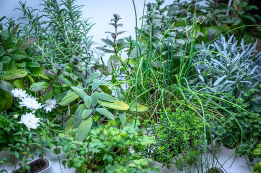 Sprouts and cultivation of herbs under grow lights