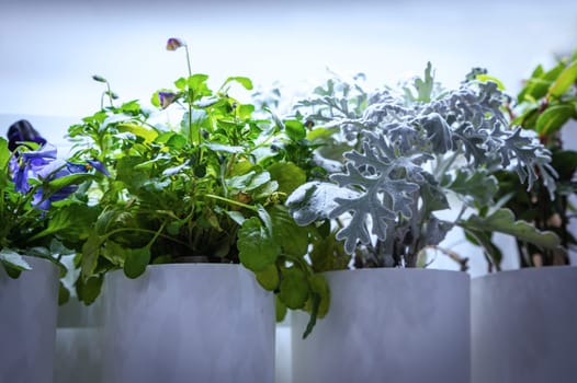 Sprouts and cultivation of herbs under grow lights