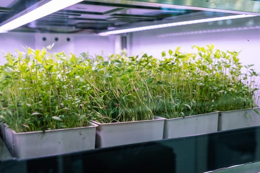 Sprouts and cultivation of herbs under grow lights