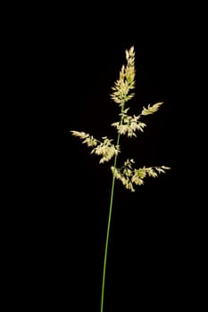 Studio closeup view of Woolly Honeygrass (Holcus lanatus) with stem and spike isolated on black background.
