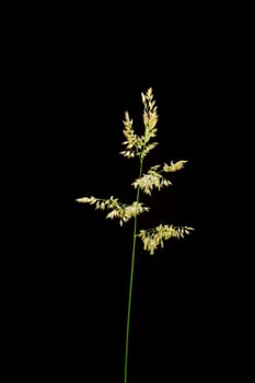 Studio closeup view of Woolly Honeygrass (Holcus lanatus) with stem and spike isolated on black background.