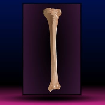 Bone of the forearm, the ulna, skeleton, Bone marrow - Human bone structure - vector illustration.