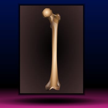 Bone marrow - Human bone structure - vector illustration. - Bone of the forearm, the ulna, skeleton