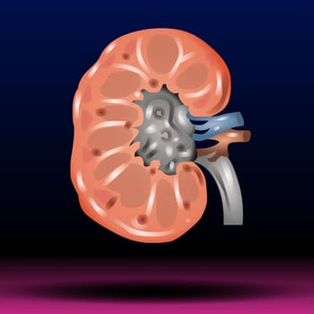 The kidneys are two reddish-brown bean-shaped organs found in vertebrates. Vector Illustration