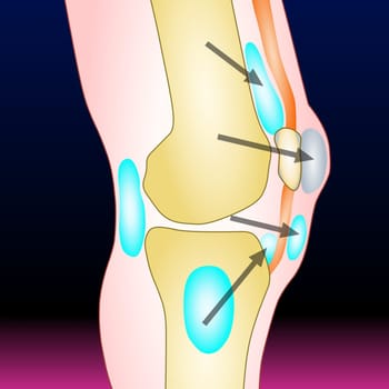 Anatomy of the knee - vector illustration
