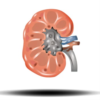 The kidneys are two reddish-brown bean-shaped organs found in vertebrates. Vector Illustration