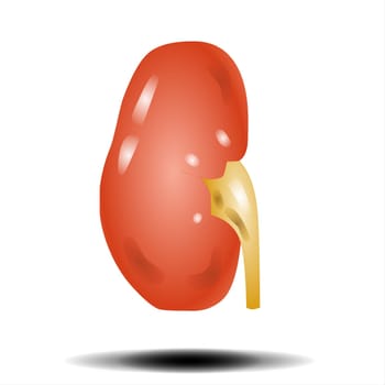 The kidneys are two reddish-brown bean-shaped organs found in vertebrates. Vector Illustration