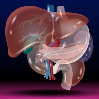 Liver and Stomach