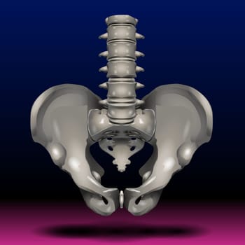 Male Pelvis, Human skeleton, Pelvic Bone anatomy, hip, artwork illustration 2d graphic