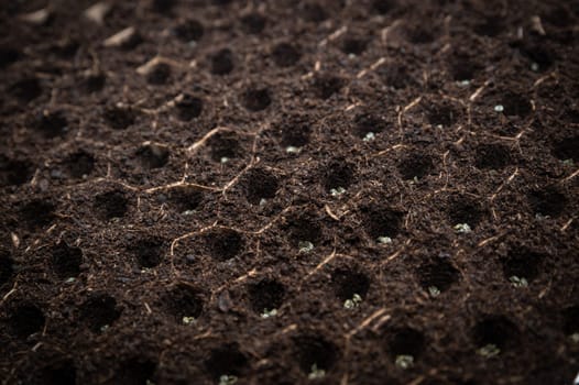 of seedlings produced for Bio-intensive agriculture