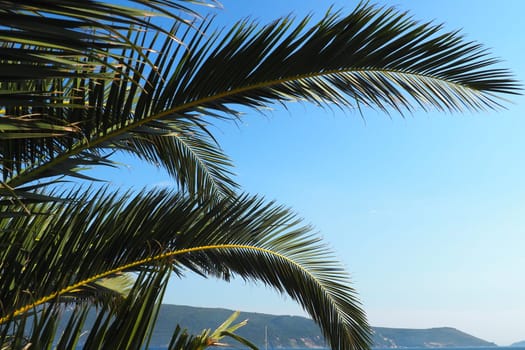 Palm branches against the blue sky. Sunny weather. Vacation at the resort. Coconut and date leaves sway. The blue sky. Tourism and travel to tropical place. Montenegro, palm trees. Plage holiday