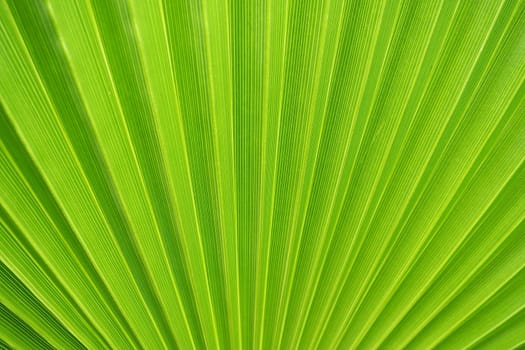 Palm leaves texture with shadow and light. Palm leaves of bright green and yellow colors. Tropical beautiful background. Summer beach tourism. Pleated leaves