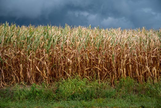 Closeup of ripe summer cornstalks in an agricultural field under a dark cloudy sky and approaching storm. Brown cornstalks and green grass foreground with dramatic seasonal weather colors and textures of agricultural corn field nature background with copy space.