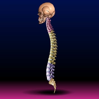 Spine & Skull Vector Illustration