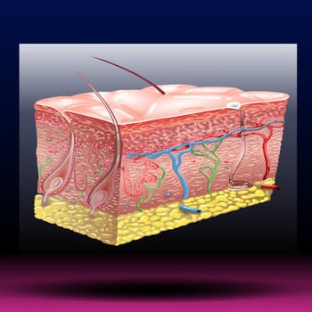 The skin is primarily made up of three layers. The upper layer is the epidermis, the layer below the epidermis is the dermis, and the third and deepest layer is the subcutaneous tissue. The epidermis, the outermost layer of skin, provides a waterproof barrier and contributes to skin tone. Vector IIlustation