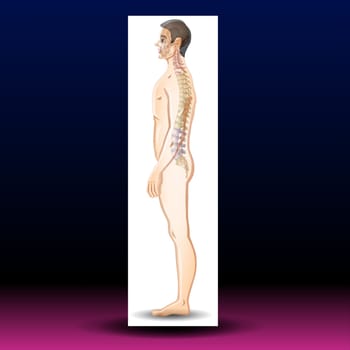 Normal spine, lordosis and kyphosis. Vector illustration. Backbone and skeleton anatomy. Orthopedic poster.