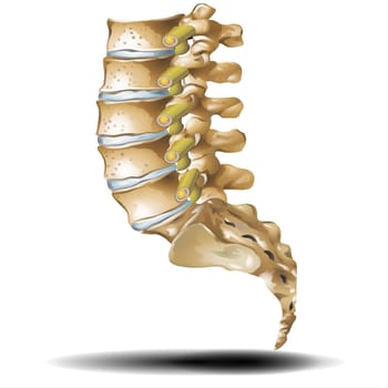 Human spinal column structure with backbone and spine skeletal anatomy.