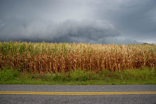 Ominous storm clouds over a late summer ripening corn field. Corn is near harvest with brown stalks. Green grass and country road foreground with double yellow lines street marking and dramatic seasonal weather colors and textures of agricultural corn field nature background with copy space.