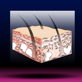 The skin is primarily made up of three layers. The upper layer is the epidermis, the layer below the epidermis is the dermis, and the third and deepest layer is the subcutaneous tissue. The epidermis, the outermost layer of skin, provides a waterproof barrier and contributes to skin tone.