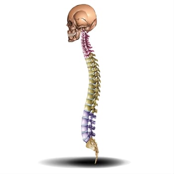 Spine & Skull  Vector Illustration