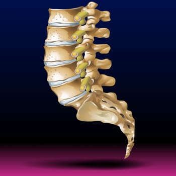 Human spinal column structure with backbone and spine skeletal anatomy. Vector Illustration