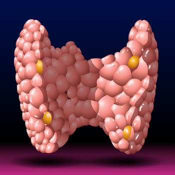 Thyroid is a small, butterfly-shaped gland situated at the base of the front of your neck, just below your Adam's apple. Hormones produced by the thyroid gland — triiodothyronine (T3) and thyroxine (T4) — have an enormous impact on your health, affecting all aspects of your metabolism.