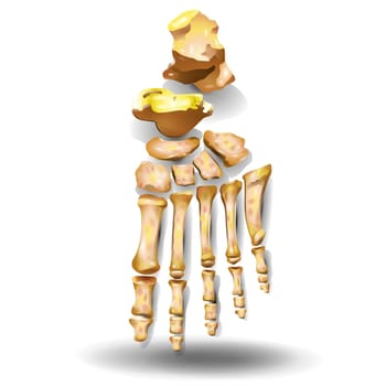 Human foot bones anatomy sketch design of vector orthopedics medicine. Skeleton leg ankle joints and toe phalanges, cuboid, metatarsal, navicular and cuneiform bones, hand drawn dorsal view of foot.