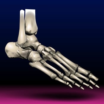 The forefoot has 5 metatarsal bones and 14 phalanges (toe bones). There are 3 phalanges in each toe — except for the first toe, which usually has only 2.