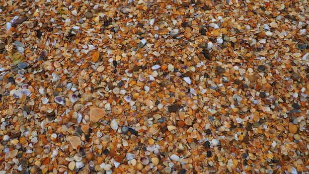 Shells from gastropods of bivalve molluscs living in the Azov and Black seas. Beige, brown, black, white seashells on the shore. The village of Golubitskaya. Broken small seashells.