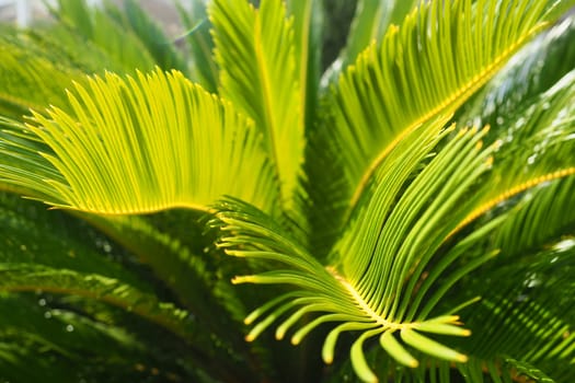Palm leaves texture with shadow and light. Palm leaves of bright green and yellow colors. Tropical beautiful background. Summer beach tourism. Pleated leaves