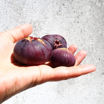 Fig or fig tree, or common fig tree, or Ficus carica is a subtropical deciduous plant of the genus Ficus of the Mulberry family. Healthy food. Ripe purple fig fruits in the palm of woman hand