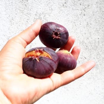 Fig or fig tree, or common fig tree, or Ficus carica is a subtropical deciduous plant of the genus Ficus of the Mulberry family. Healthy food. Ripe purple fig fruits in the palm of woman hand
