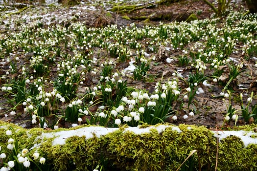 blooming snowflakes on a damp forest floor