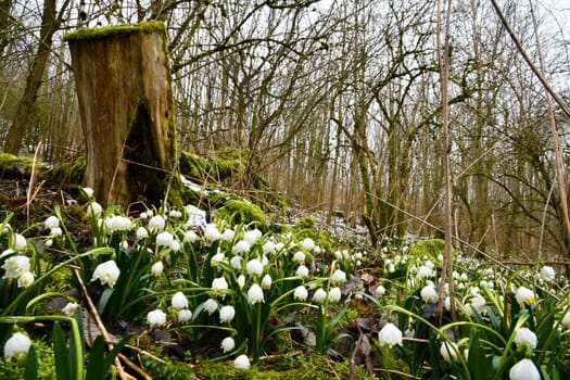 blooming snowflakes on a damp forest floor