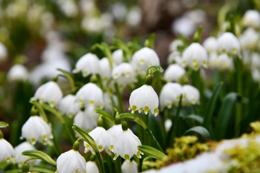 blooming snowflakes on a damp forest floor