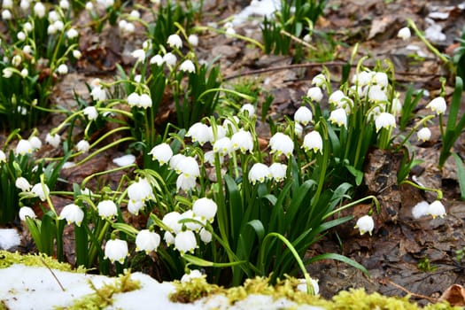 blooming snowflakes on a damp forest floor